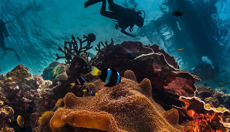 Roe Sea Snorkeling Adventure