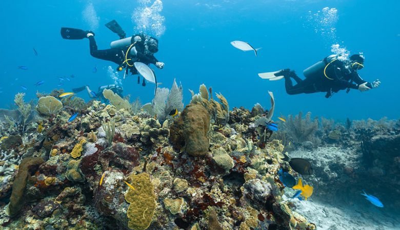 Snorkeling Dive